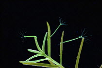 Green hydra {Hydra viridissima}