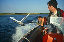 Simon King filming imprinted Whooper swans in flight for tv programme "Addicted to Swans", UK