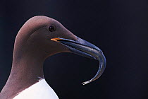 Common guillemot with fish {Uria aalge} Farne Is, UK Northumberland
