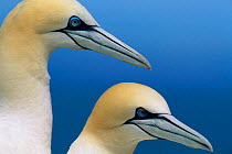 Northern gannets {Morus bassanus} Bass rock, Scotland, UK
