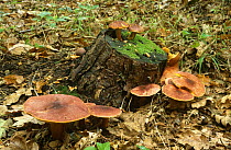 Plums and Custard Fungus {Tricholomopsis rutilans} Thorden Woods, Kent, UK