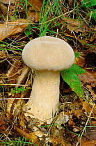 Puffball fungus {Calvatia excipuliformis} UK