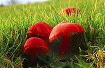 Scarlet Hood wax caps growing in grass  {Hygrocybe coccinea} Isles of Scilly, October, UK