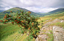 Rowan tree full of berries {Sorbus aucuparia} uplands of Scotland, UK