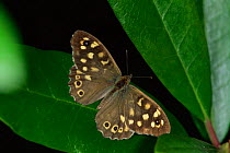 Speckled Wood Butterfly {Pararge aegeria} Germany