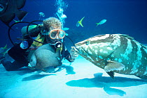 Nassau grouper {Epinephelus striatus} with diver and Grey Angelfish. Caribbean. - Grand Turk Island.