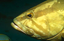 Nassau grouper (Epinephelus striatus) Caribbean