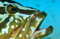 Nassau grouper (Epinephelus striatus) Caribbean
