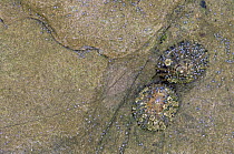 Common limpets {Patella vulgata} on rocks, Northumberland, UK