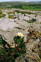 Mountain avens {Dryas octopetala} growing out of limestone pavement, Burren, Republic of Ireland