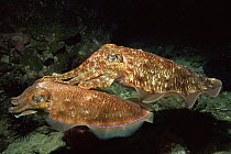 Male Broadclub cuttlefish {Sepia latimanus} guarding female, Andaman sea, Thailand