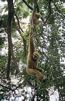 Two White-handed gibbons (Hylobates lar) in tree, one hanging from branch, captive, Thailand