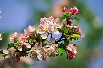 Apple blossom {Malus sylvestris} Germany