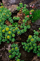 Roseroot (Rhodiola rosea) in flower. Mingulay, Scotland, UK, Europe