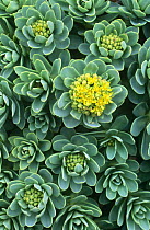 Roseroot in flower {Rhodiola rosea} Mingulay, Scotland