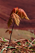 Sycamore sapling (Acer pseudoplatanus). St Cyrus NNR, Scotland, UK, Europe
