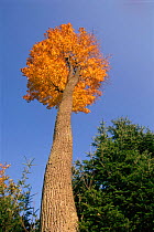Norway maple tree (Acer platanoides). Poland, Europe