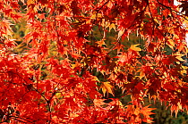 Smooth japanese maple leaves in autumn {Acer palmatum} Westonbirt arboretum, UK Gloucestershire