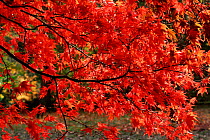 Smooth japanese maple leaves in autumn {Acer palmatum} Westonbirt arboretum, UK Gloucestershire