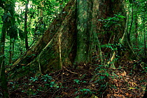 Buttress roots of Bush mango tree in rainforest {Irvingia gabonensis} Dikolo, Cameroon