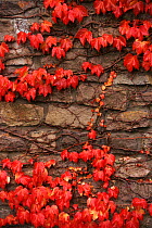 Virginia creeper (Parthenocissus quinquefolia) on stone wall. UK, Europe