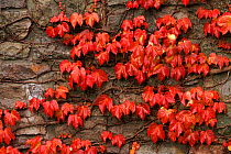 Virginia creeper on stone wall {Parthenocissus quinquefolia} UK