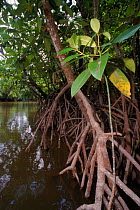 Mangrove plant. Sandakan, Borneo. Malaysia