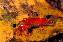 Red crab. Borneo, Malaysia