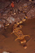 Chinese alligator (Alligator sinensis). Borneo, Malaysia