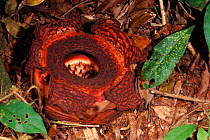 Rafflesia flower (Rafflesia keithii or pricei)  Keningau, Sabah, Borneo, Malaysia