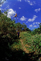 Man walking along path with spider in foreground. Keningau, Sabah, Borneo, Malaysia