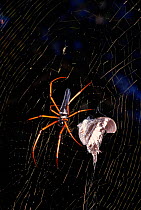 Spider on web (Arachnida) with butterfly prey. Keningau, Sabah, Borneo, Malaysia