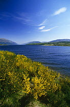 Broom bush in flower {Cytisus scoparius} Loch Lochy, Scotland