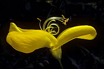 sSingle Broom flower {Cytisus scoparius} Scotland