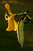 Broom flower with seed pod (Cytisus scoparius). Scotland, UK, Europe