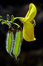 Broom flower with seed pod {Cytisus scoparius} Scotland