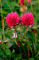 Red clover (Trifolium pratense) in flower. Montrose, Scotland, UK, Europe