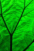 Close-up of leaf (Gunnera sp.). UK, Europe