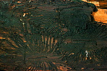 Dutch elm disease. Galleries caused by beetle {Scolytus sp} on inside of Elm bark. UK