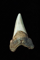 Shark's tooth fossil {Lamna obliqua} Eocene, Essex, UK