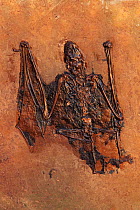 Bat fossil  {Palaeochiropteryx tupaiodon} Eocene period. Messel, Germany