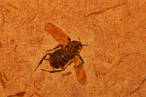 Cockroach fossil Cretaceous period Brazil