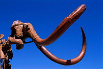 Fossil of Woolly mammoth skeleton {Mammuthus primisgenius} Hebior mammoth. 11000 yrs old adult male. USA