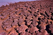 Stromatolites created by cyanobacteria & blue-green algae. Hamelin pool, Australia