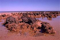 Stromatolites created by cyanobacteria & blue-green algae. Hamelin pool, Australia