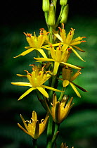 Bog asphodel in flower {Narthecium ossifragum} Scotland