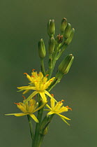 Bog asphodel {Narthecium ossifragum} in flower, Scotland