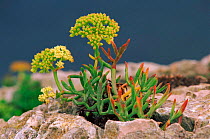 Rock samphire in flower {Crithmum maritimum} Alicante, Spain