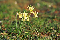 Pale lent lily {Narcissus pseudonarcissus pallidiflorus} flower, Cabaneros NP, Spain