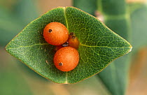 Minorca honeysuckle with fruits {Lonicera implexa} Alicante, Spain